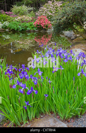 Shore Acres State Park, OR: A pond at the Simpson Estate Garden with Siberian irises, azaleas & rhododendron Stock Photo