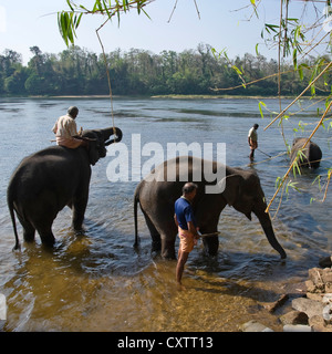 Square view of young Asian elephants with their mahouts relaxing in Periyar river at a sanctuary in Kerala. Stock Photo