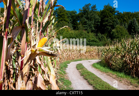 Corn on the cob on the corn field background Stock Photo