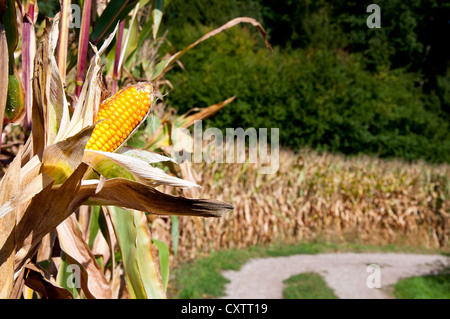 Corn on the cob on the corn field background Stock Photo