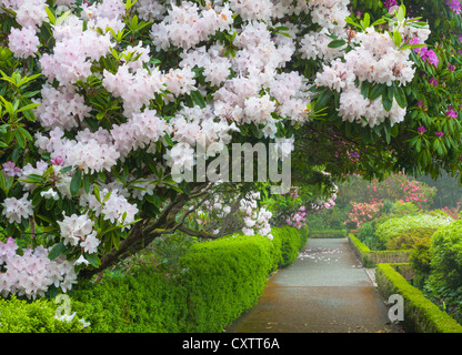 Shore Acres State Park, OR: A flowering rhododendron arches over one of the pathways in the Simpson Estate Garden in spring Stock Photo