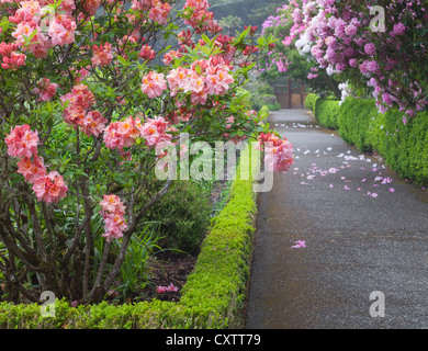 Shore Acres State Park, OR: A flowering deciduous azalea along a pathway in the Simpson Estate Garden in spring Stock Photo