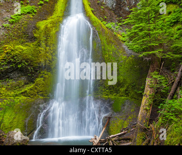 Olympic National Park, WA: Marymere Falls flowing over moss and fern covered basalt rock near Crescent Lake Stock Photo