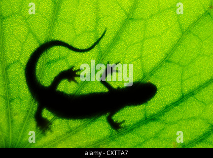 Shadow of a newt on Lilly pad leaf Stock Photo