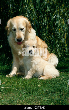 TWO GOLDEN RETRIEVERS - FULL BODY, SIDE VIEW, ADULT AND PUPPY SITTING / IRELAND Stock Photo