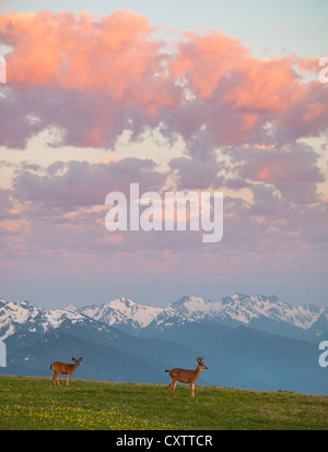 Olympic National Park, WA: A pair of black-tailed deer on Hurricane Hill under sunset clouds. Stock Photo