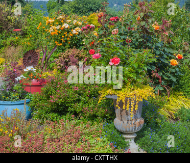 Vashon-Maury Island, WA: A potted urn with roses and Lysimachia nummularia 'aurea' next to a perennial garden bed. Stock Photo