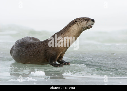 Portrait of a River Otter in Winter - Lontra canadensis - Northern Rockies Stock Photo