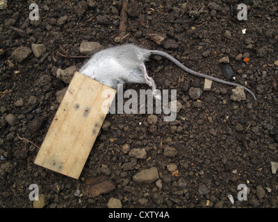 Dead mouse caught in mousetrap Stock Photo