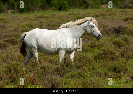 Semi-wild Camargue horse on natural pasture, Camargue, Frankreich Stock Photo