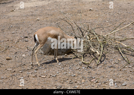 Dorcas gazelle, Gazella dorcas neglecta, scratches antlers on fallen tree branches in its enclosure at Marwell zoo Stock Photo