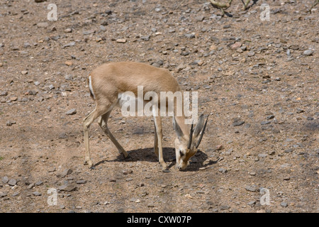 Dorcas gazelle, Gazella dorcas neglecta, in rocky enclosure at Marwell zoo Stock Photo