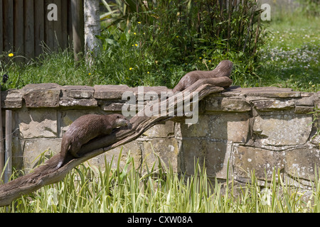 Oriental small-clawed otters, aonyx cinerea, climb along log to wall at Marwell zoo Stock Photo