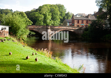 Mallard ducks welcome visitors to the banks of the River Eden, Appleby. Cumbria. England.  SCO 8644 Stock Photo