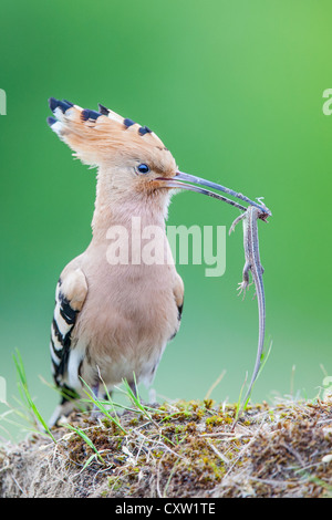 Close-up of a Eurasian hoopoe (Upupa epops) holding a freshly-caught lizard in its beak Stock Photo