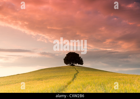 Soft evening colors in Tuscany with cloudy sky over a lone tree on a hill top