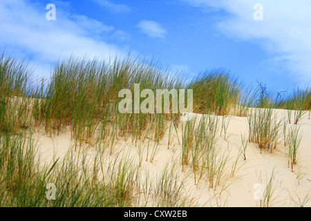 Grass on the dunes in Slowinski National Park, Leba, Poland Stock Photo