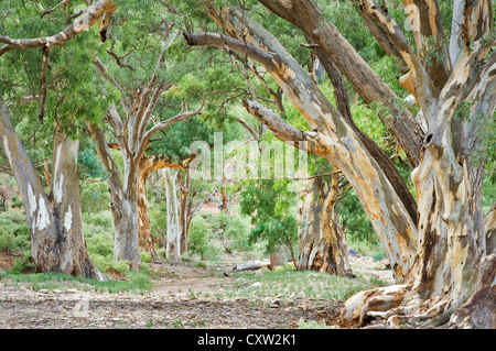 Alley of River Red Gums at a dry creek bed. Stock Photo