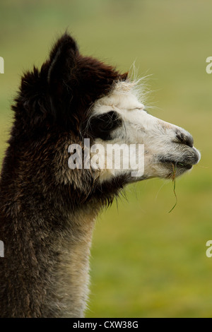 A black and gray Alpaca in profile Stock Photo
