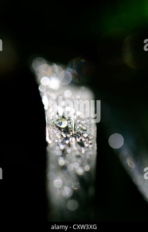 Close-up of rain droplets on a green leaf Stock Photo