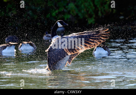 Adult Canada goose with outspread wings Stock Photo