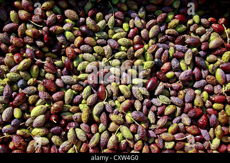 Harvest of olives in Saint Jean De Bueges, Languedoc Roussillon, France Stock Photo