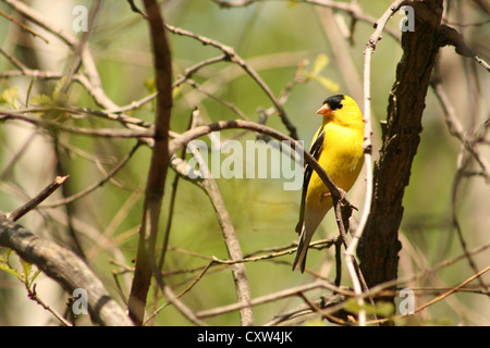 A bright yellow and black male American Goldfinch perched in the branch of a birch tree in spring in Winnipeg, Manitoba, Canada Stock Photo