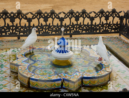 Bathing white doves in the Maria Luisa park in Seville, Andalucia, Spain Stock Photo