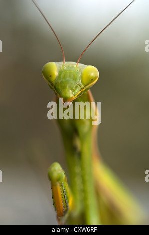 Praying mantis looking at camera Stock Photo