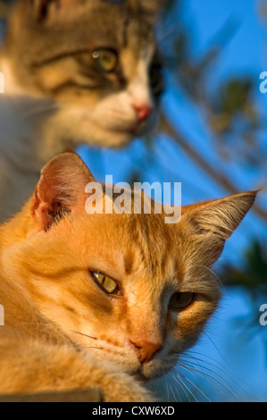 Two cats in sunset light Stock Photo