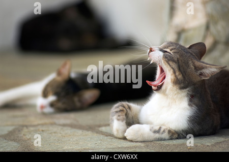 Two sleepy cats Stock Photo