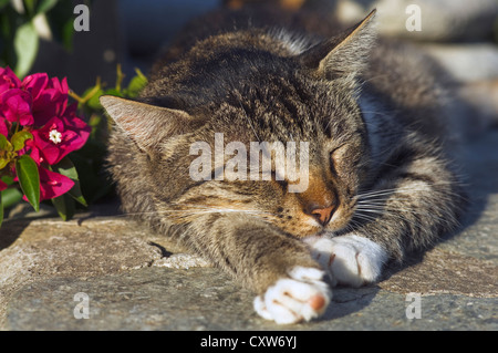 Portrait of a sleeping cat Stock Photo