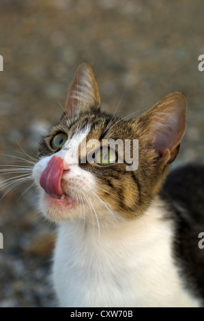Young cat looking up and licking lips in anticipation of something Stock Photo