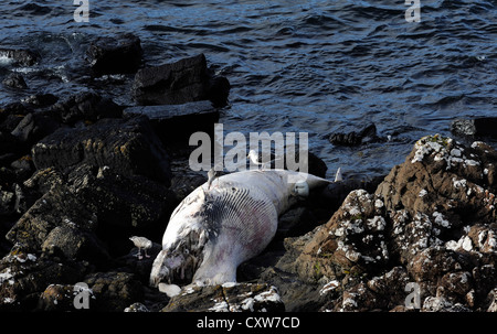 A dead Minke whale (Balaenoptera acutorostrata) washed up on  the rocks. Stock Photo