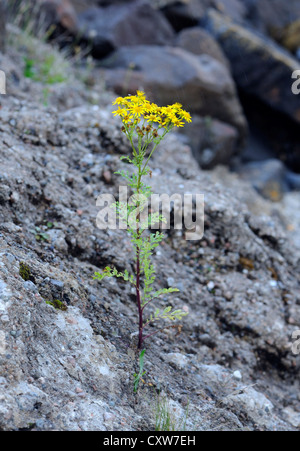 A Common Ragwort (Senecio jacobaea) plant grows on a recent mudslide.  Tobermory, Isle of Mull, Argyll and Bute, Scotland,  UK. Stock Photo