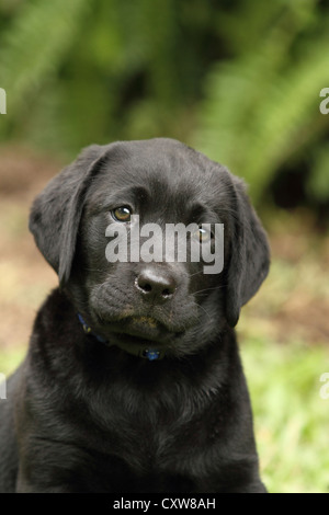 An eight week old Labrador puppy. Stock Photo