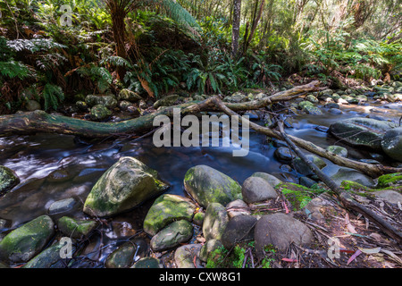 A Creek running through  cool temperate rainforest in Victoria Australia. Stock Photo