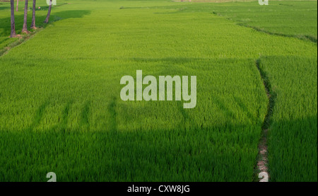 Shadows of Indian boys and a boy riding a bicycle on a planted rice paddy field in the Indian countryside. Andhra Pradesh, India Stock Photo