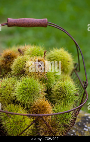 Chestnuts Stock Photo