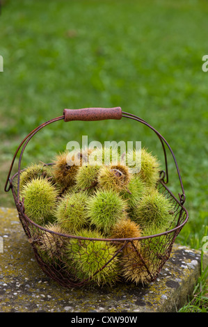 Chestnuts Stock Photo