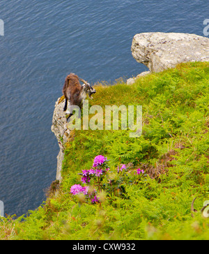 Goat on the cliff edge at the Valley of Rocks near Lynton in Devon from the South West Coast Path Stock Photo
