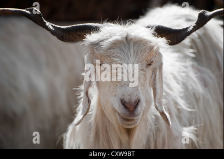 White kashmir (pashmina) goat from Indian highland farm in Ladakh Stock Photo