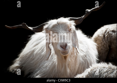 White kashmir (pashmina) goat from Indian highland farm in Ladakh Stock Photo