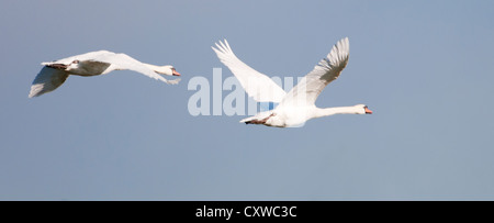 Pair of Mute Swans (Cygnus olor) in flight Stock Photo