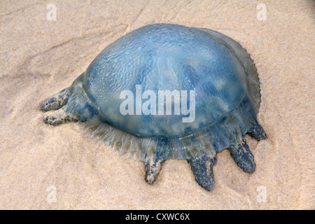 Jelly Blubber, Catostylus mosaicus (also known as the Blue Blubber Jellyfish) Stock Photo