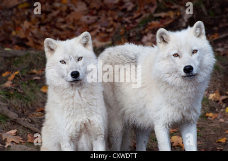 Adult and young Arctic Wolf. Stock Photo