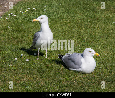 Two herring gulls on green grass Stock Photo