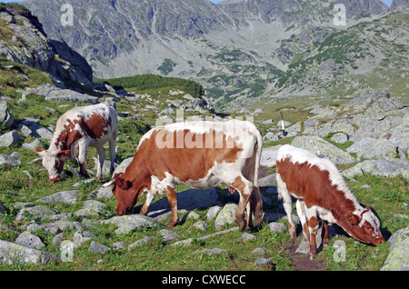 Alpine cows grazing in Carpathians, Retezat National Park Stock Photo