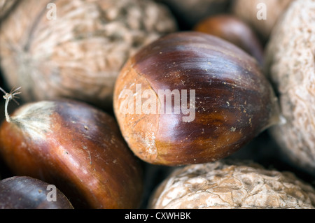 Freshly harvested sweet chestnuts and walnuts Stock Photo