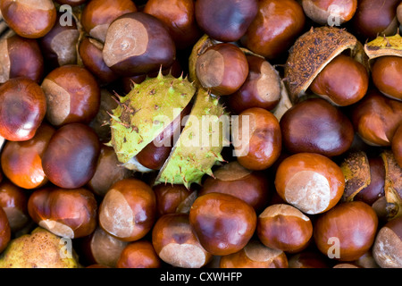 Aesculus hippocastanum.  A collection of horse chestnuts. Stock Photo